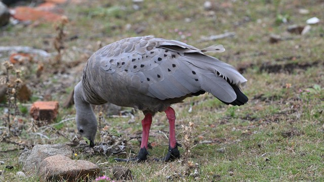 Cape Barren Goose - ML628649890