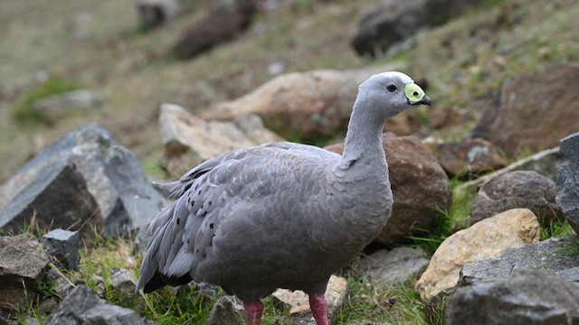 Cape Barren Goose - ML628649898