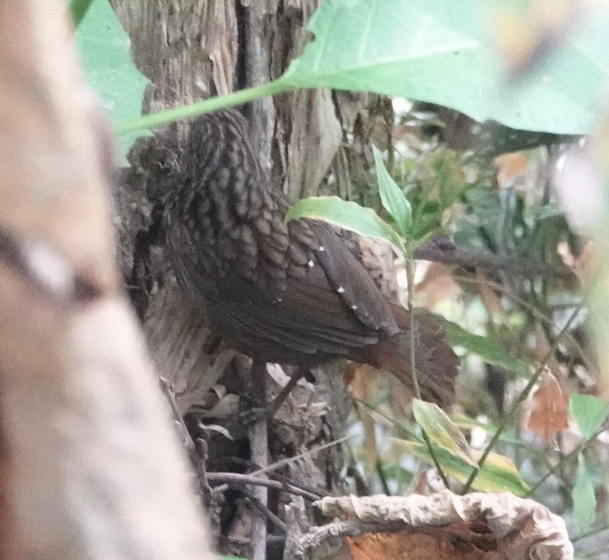 Streaked Wren-Babbler - ML628649998