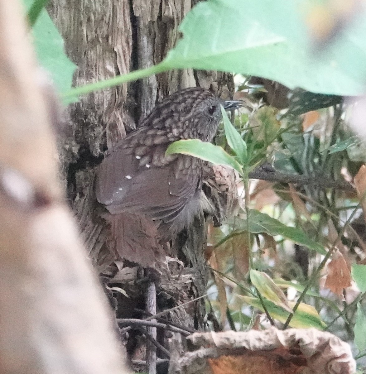 Streaked Wren-Babbler - ML628649999