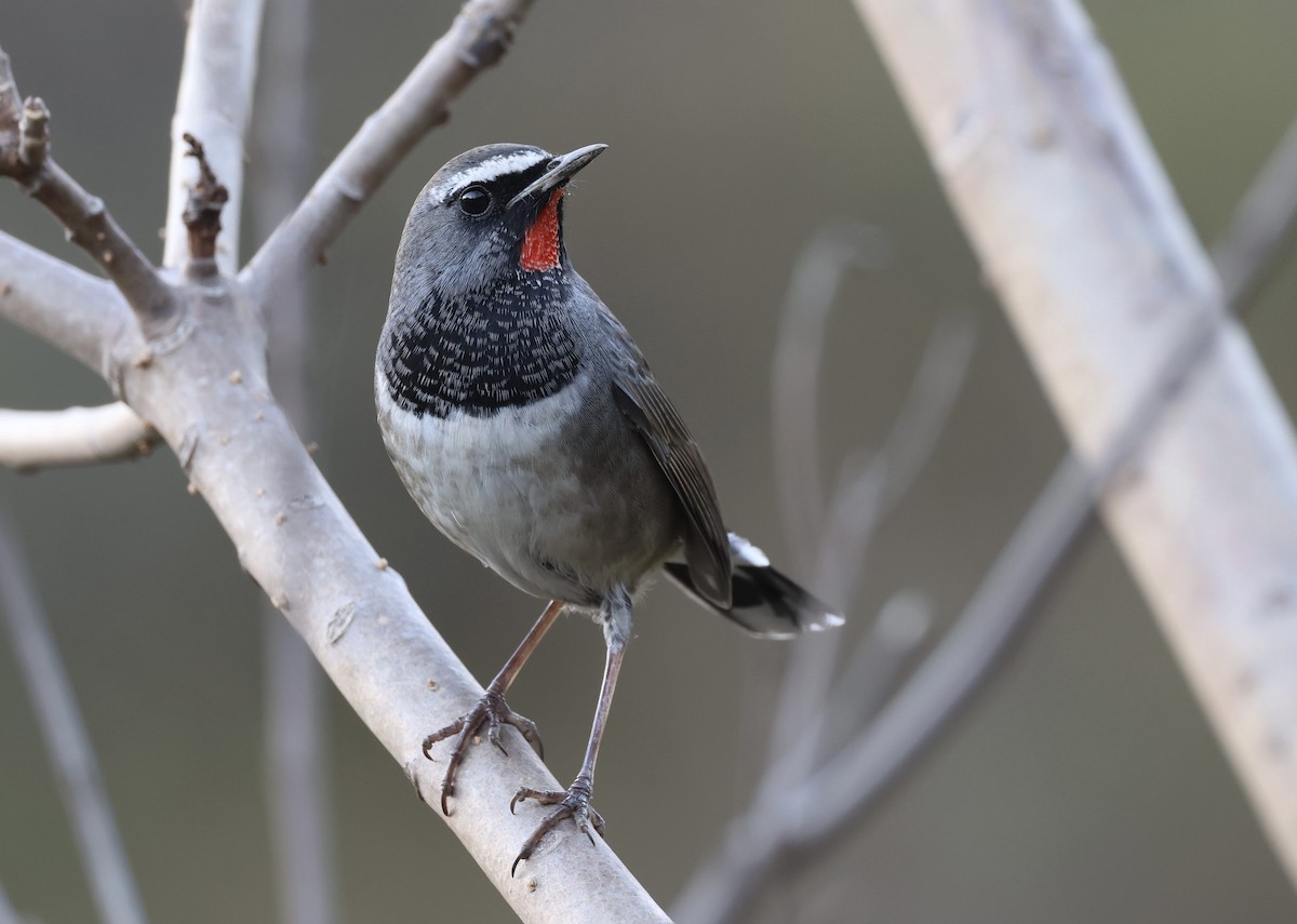 Himalayan Rubythroat - Madhav Murthy