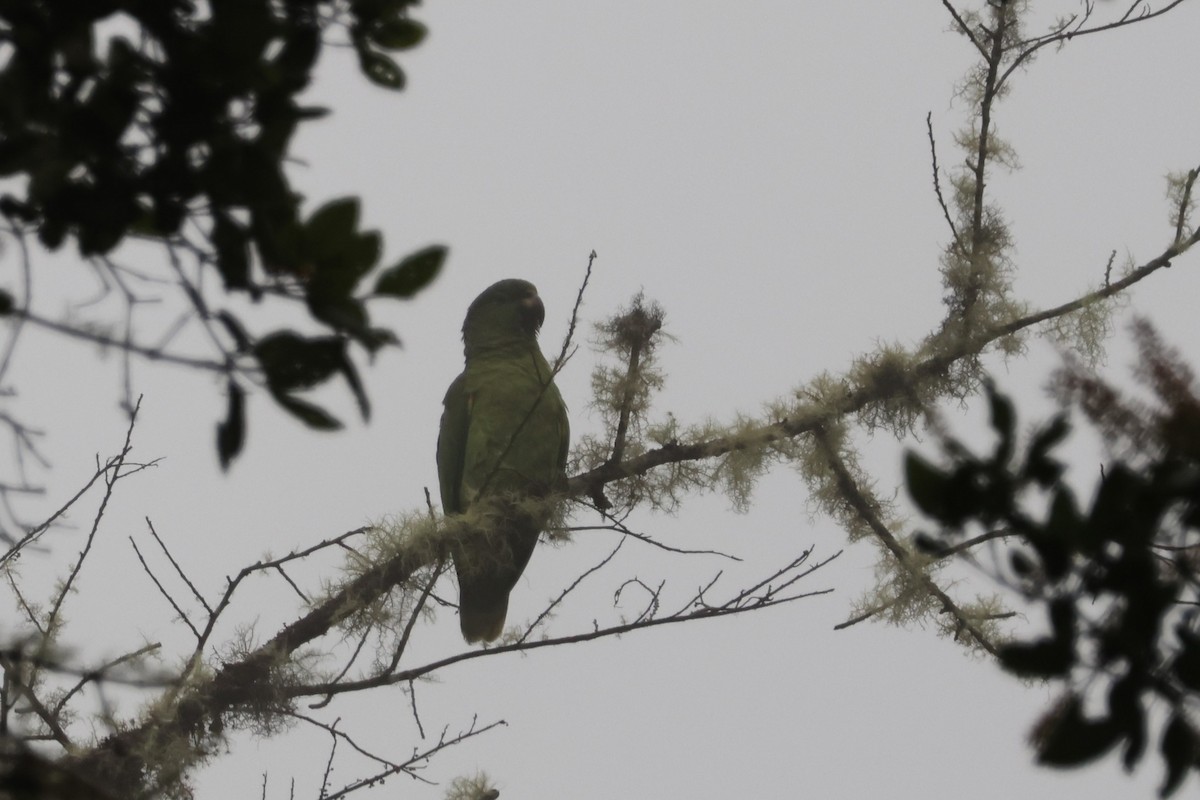 Scaly-naped Amazon - ML628650051