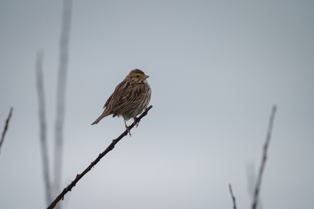 Savannah Sparrow - ML628650169