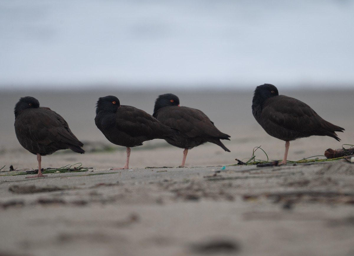 Black Oystercatcher - ML628650302