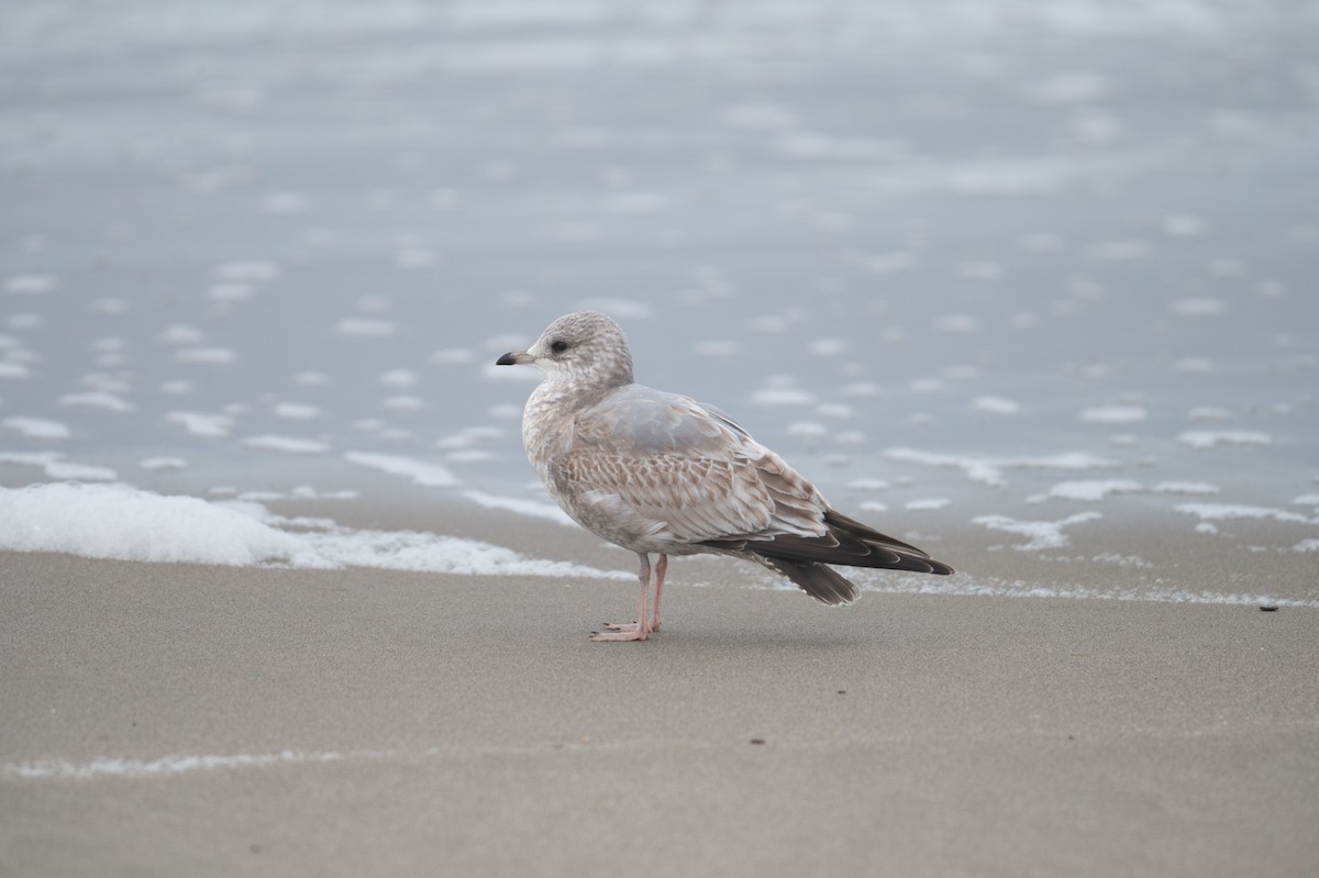 Short-billed Gull - ML628650308