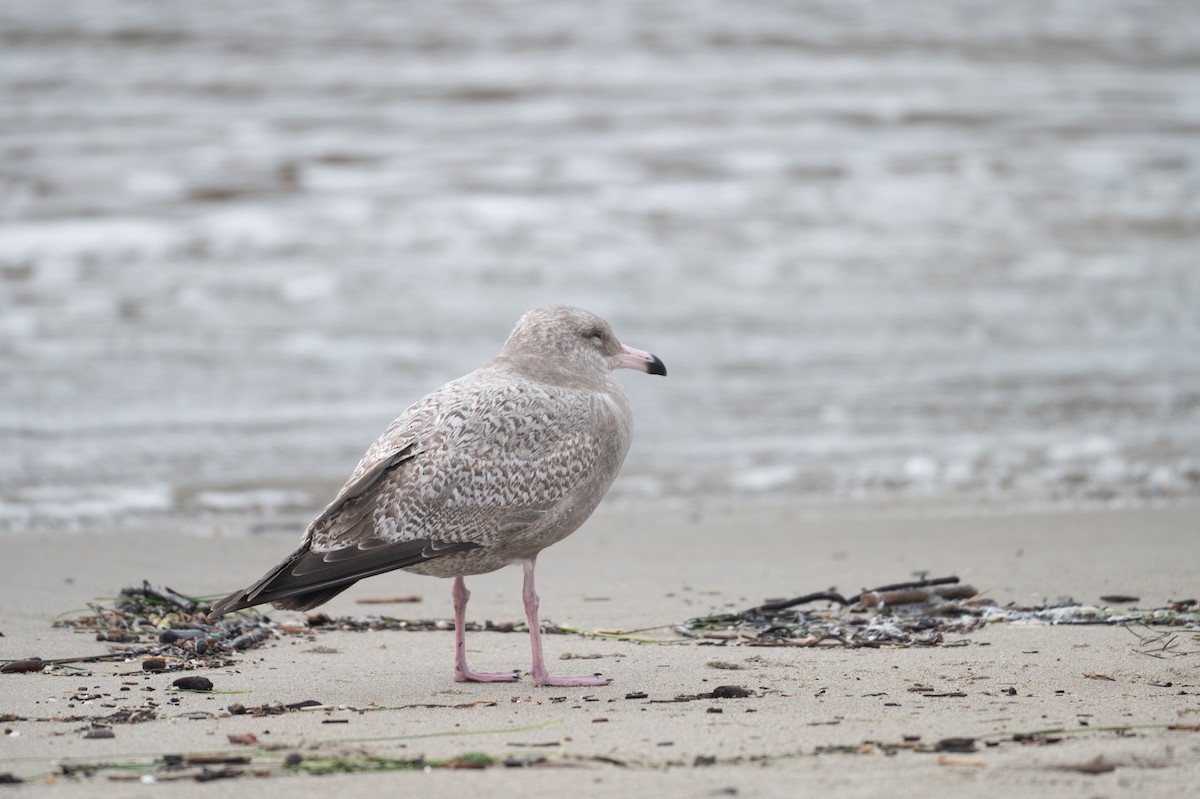 gull sp. - ML628650337