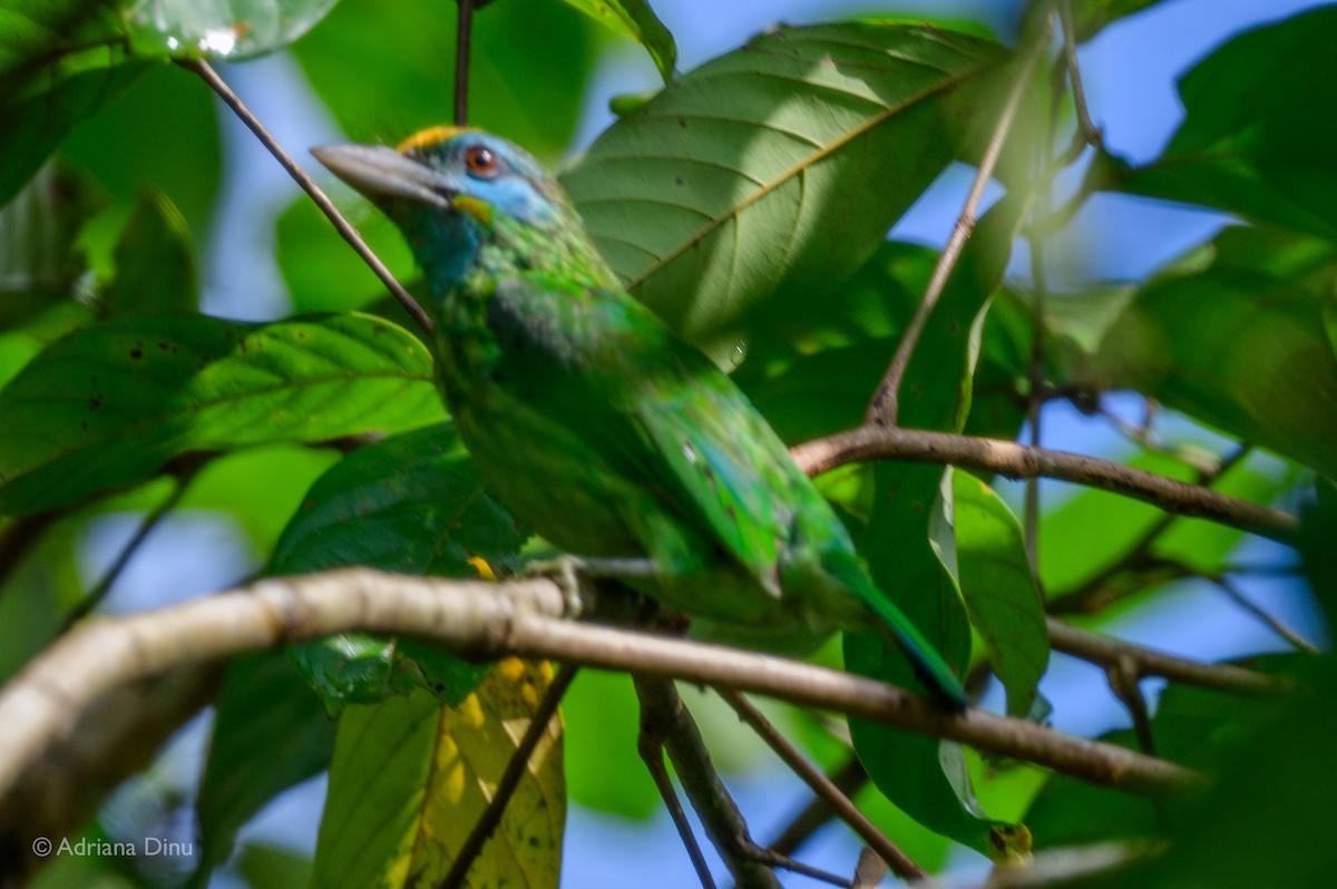 Yellow-fronted Barbet - ML628650364