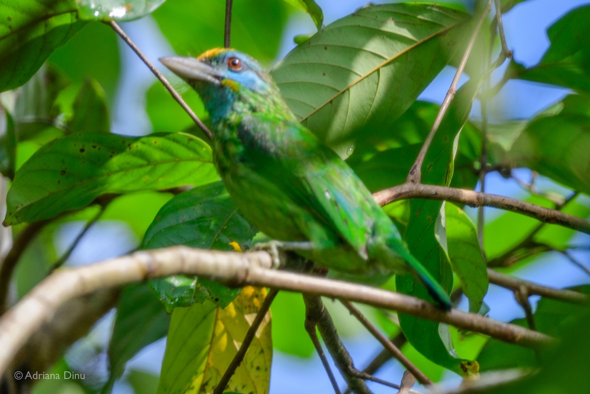 Yellow-fronted Barbet - ML628650365