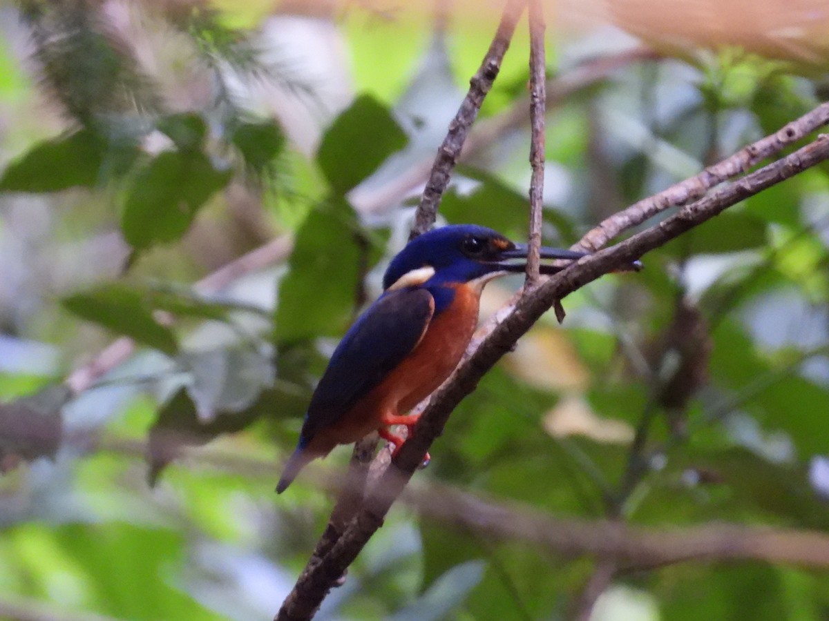 Azure Kingfisher - ML628650390