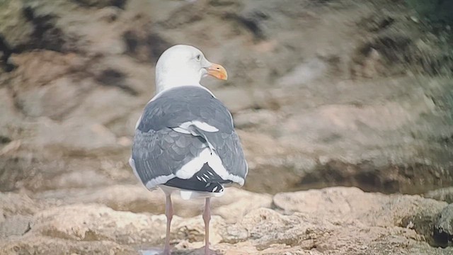 Western Gull - ML628650535