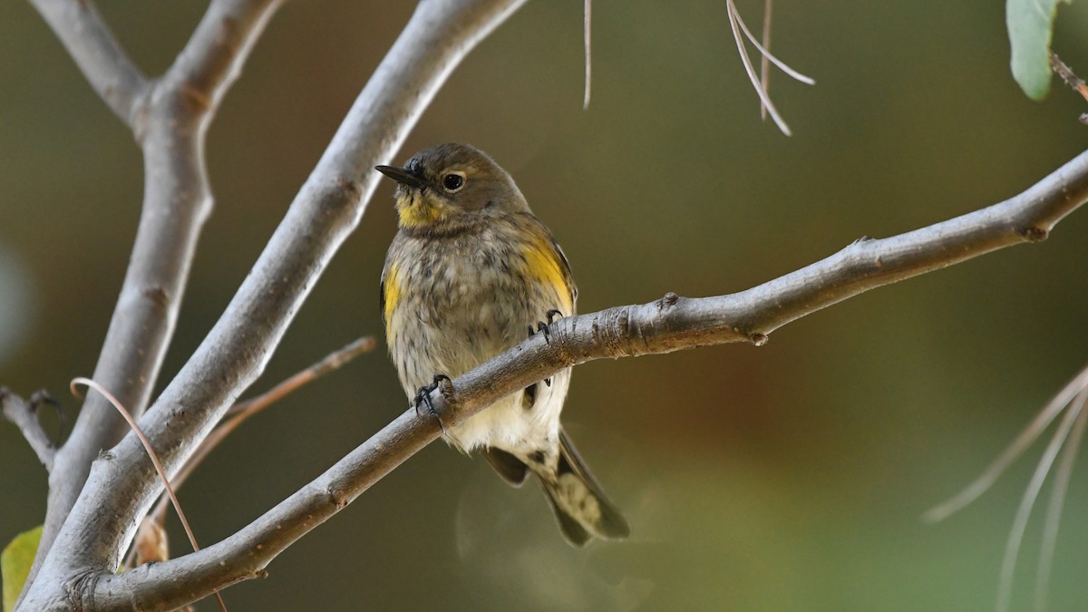 Yellow-rumped Warbler (Audubon's) - ML628650589