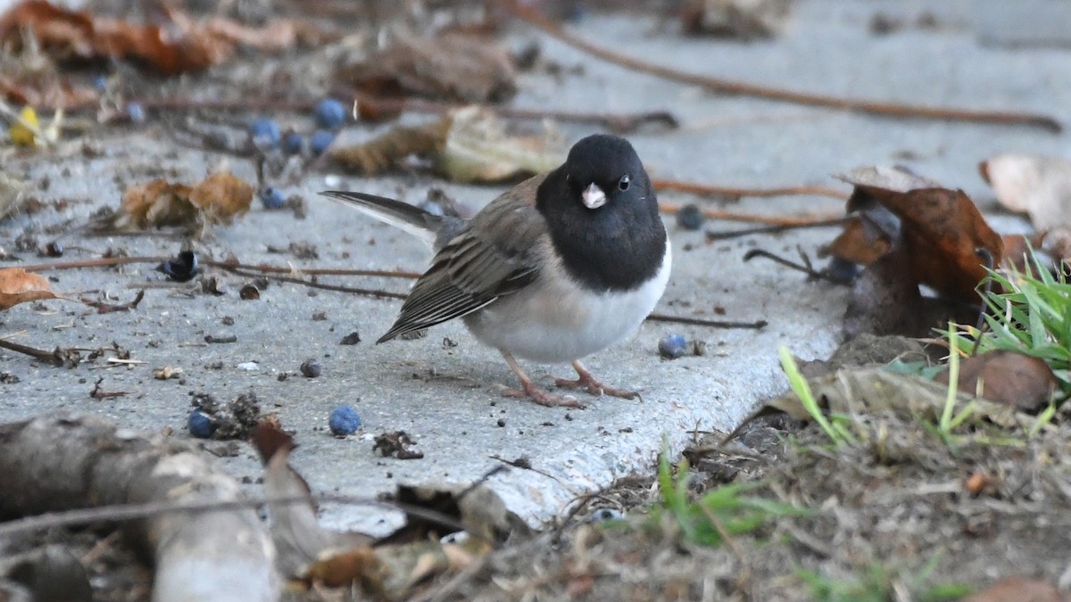 Dark-eyed Junco (Oregon) - ML628650616