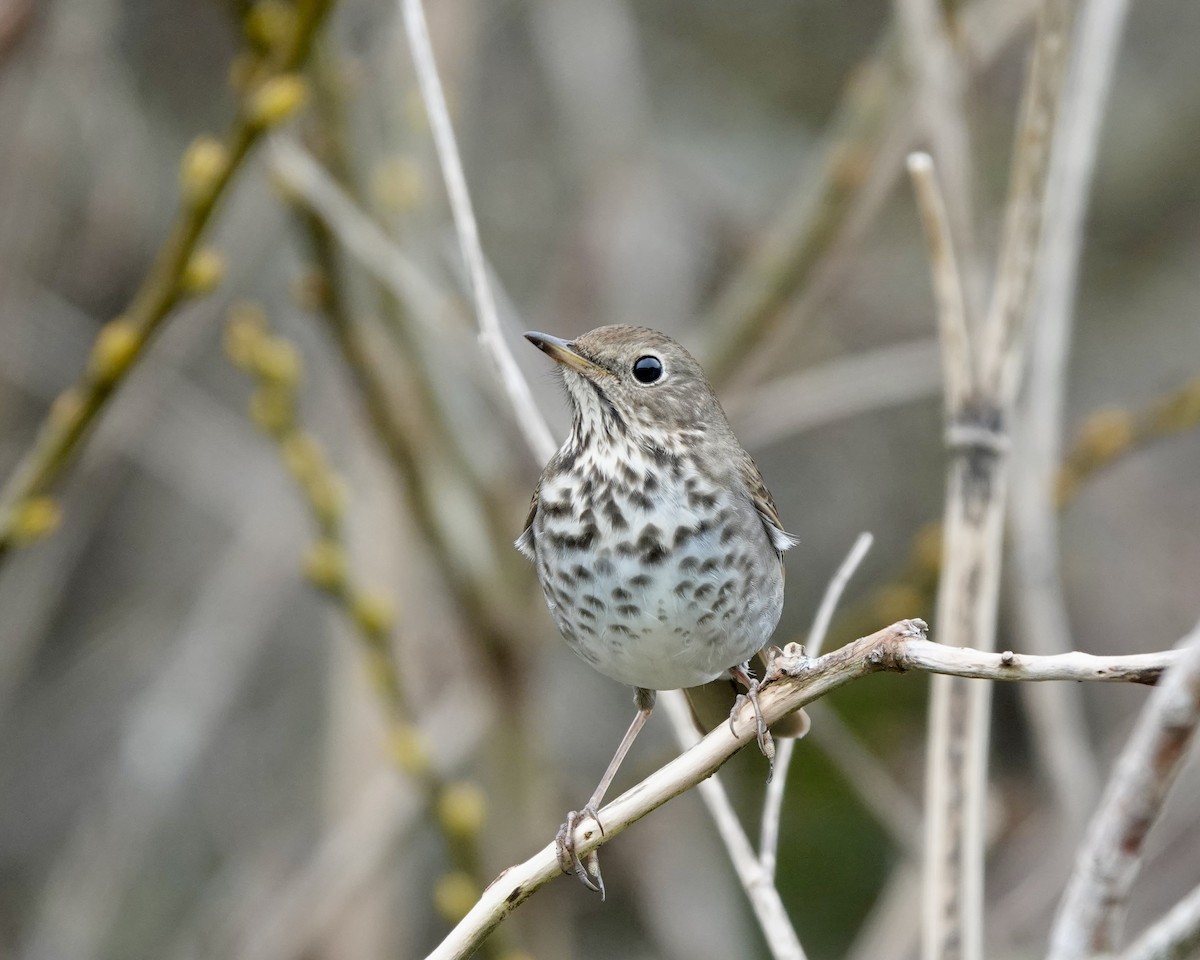 Hermit Thrush - ML628651032