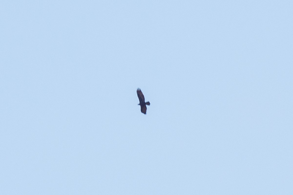 Golden Eagle - ML628651063