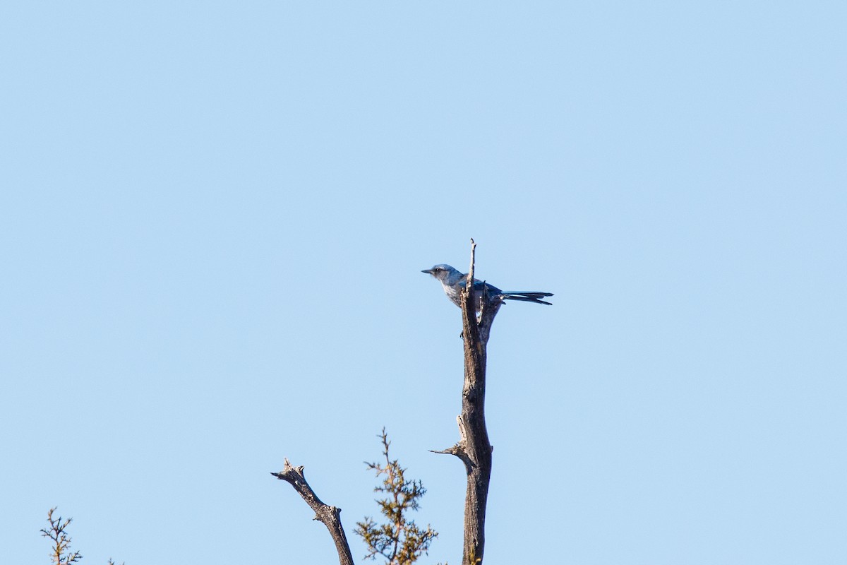 Woodhouse's Scrub-Jay - ML628651077