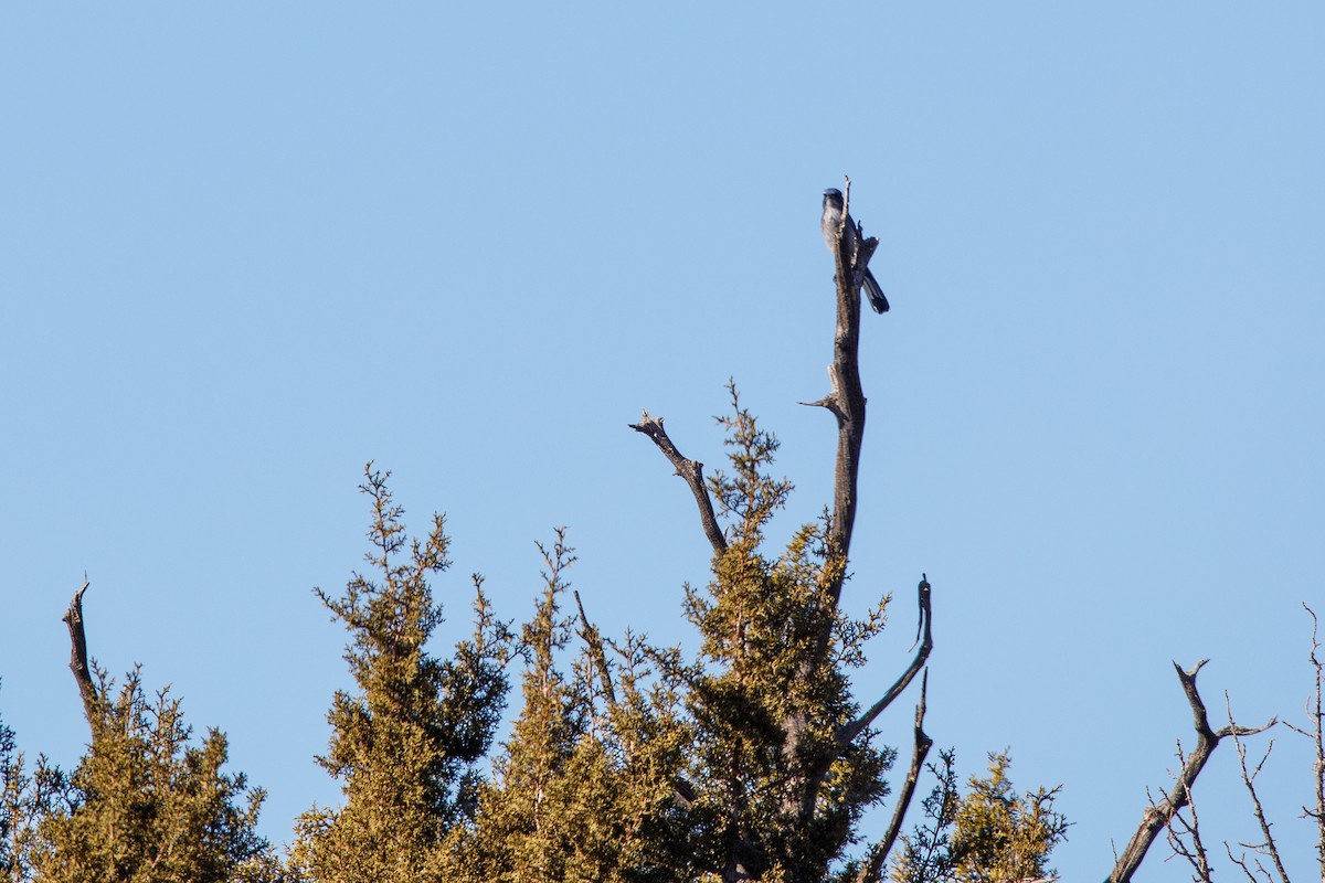 Woodhouse's Scrub-Jay - ML628651078