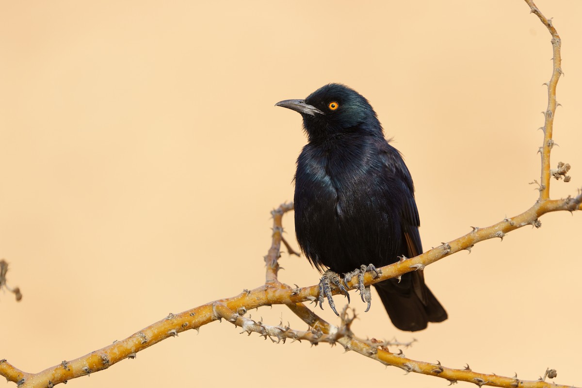 Pale-winged Starling - ML628651083