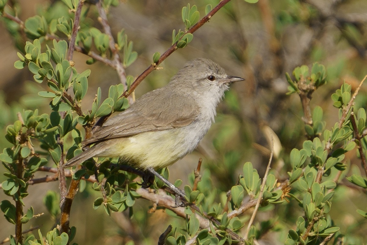 Yellow-bellied Eremomela - ML628651115