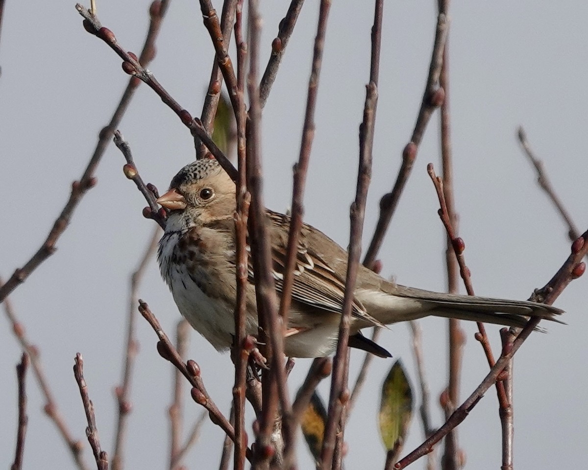 Harris's Sparrow - ML628651485