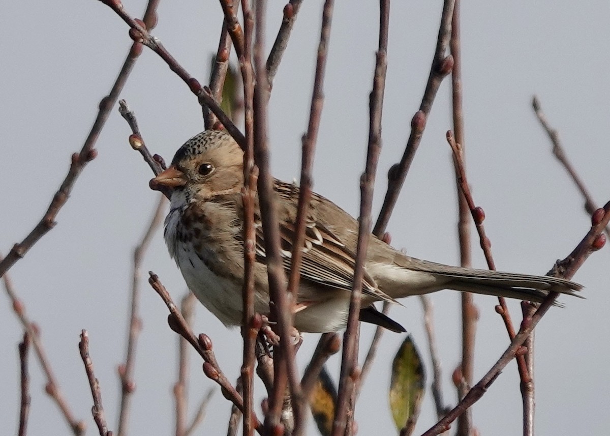 Harris's Sparrow - ML628651492