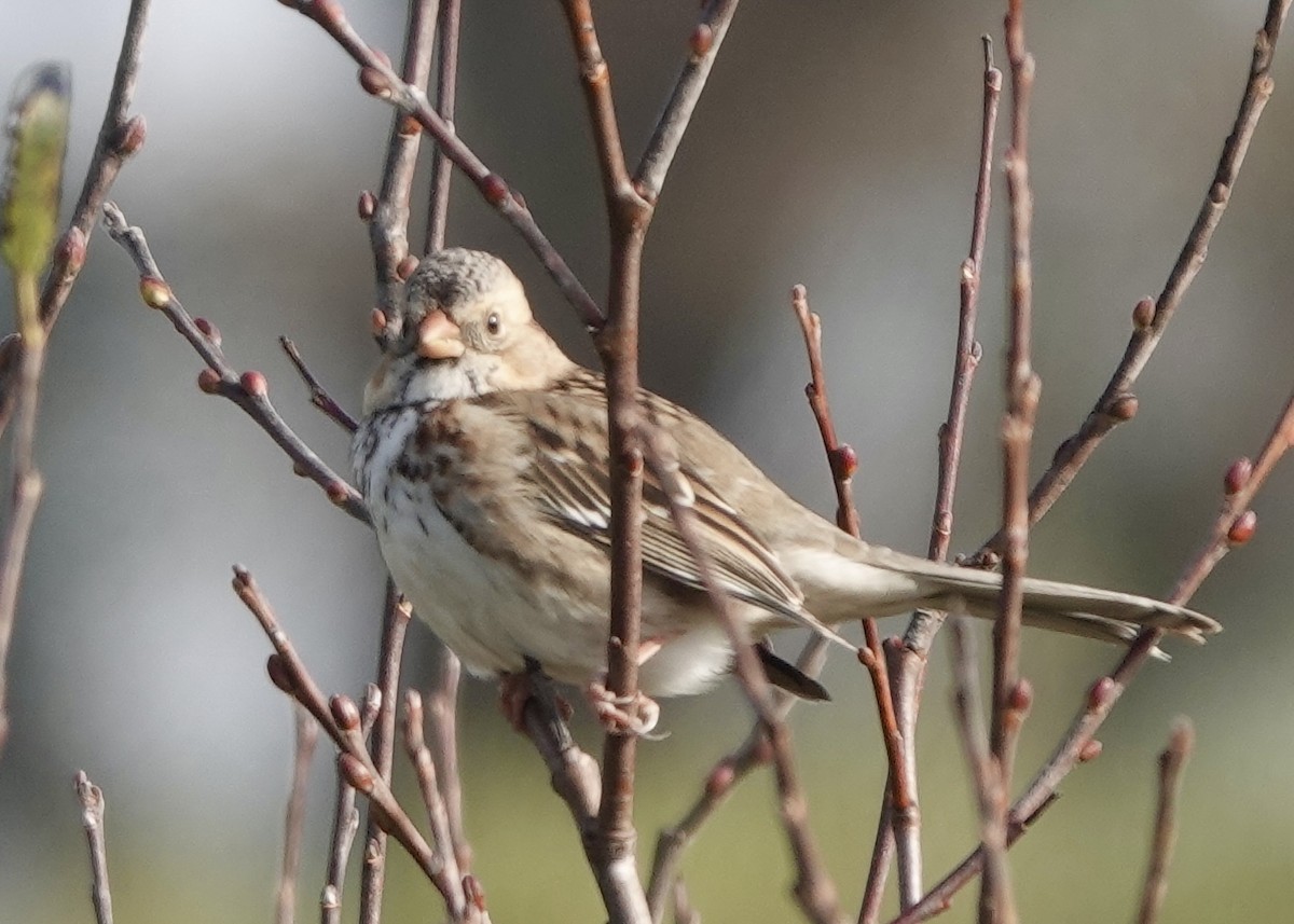 Harris's Sparrow - ML628651497