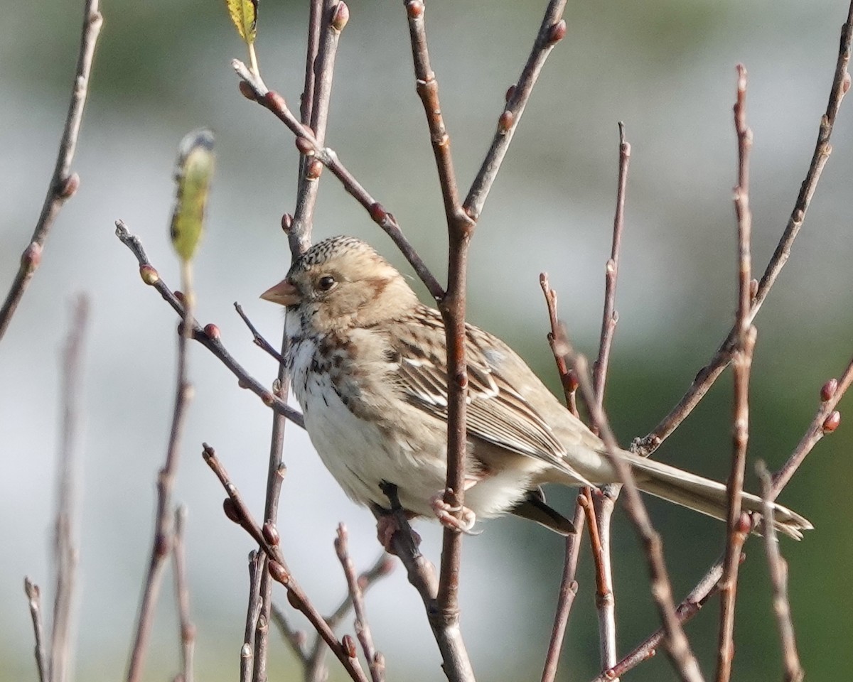 Harris's Sparrow - ML628651525