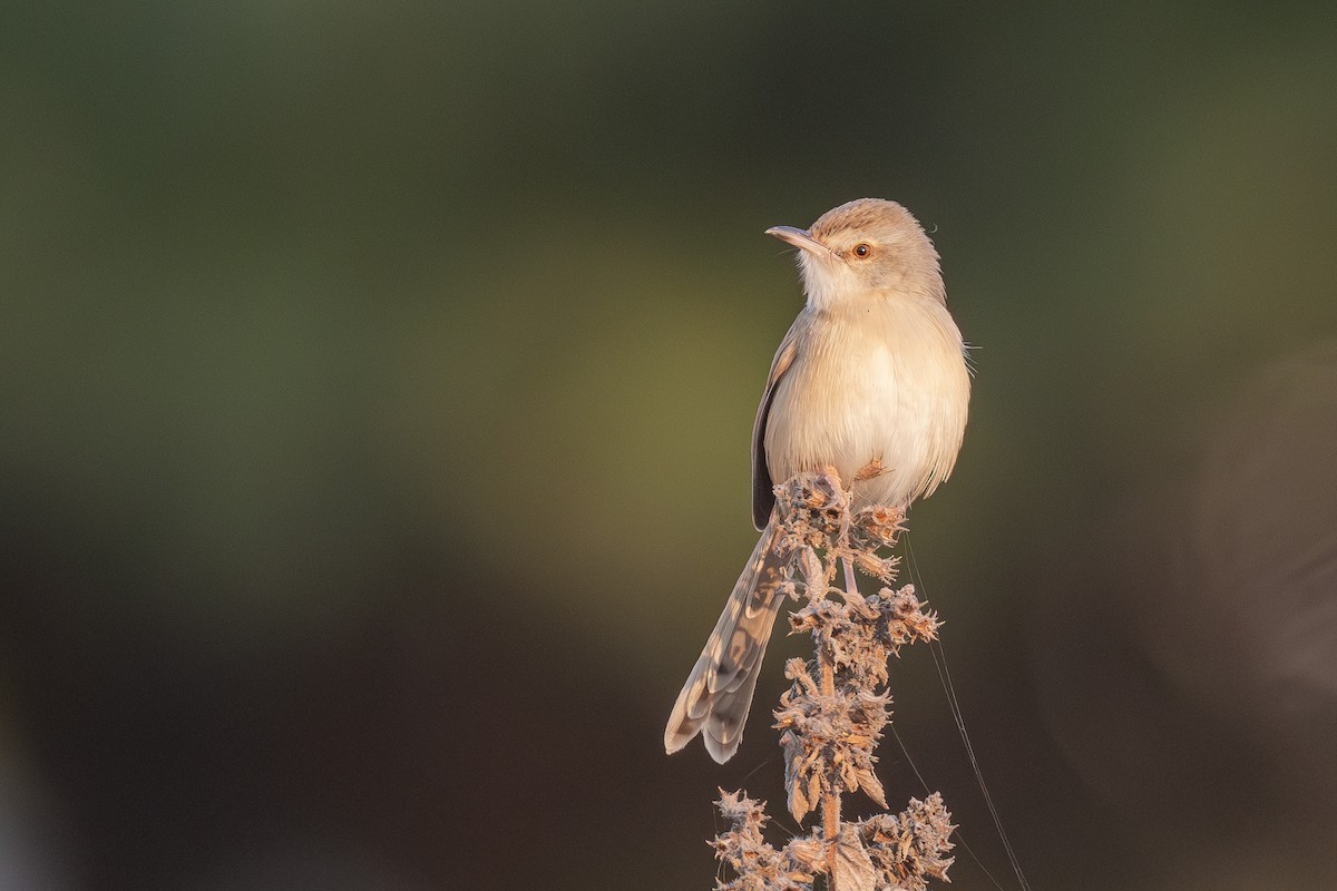 Plain Prinia - ML628651812