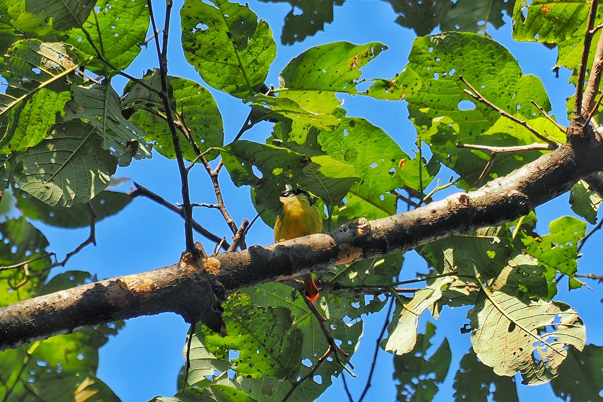 Red-tailed Minla - ML628651815