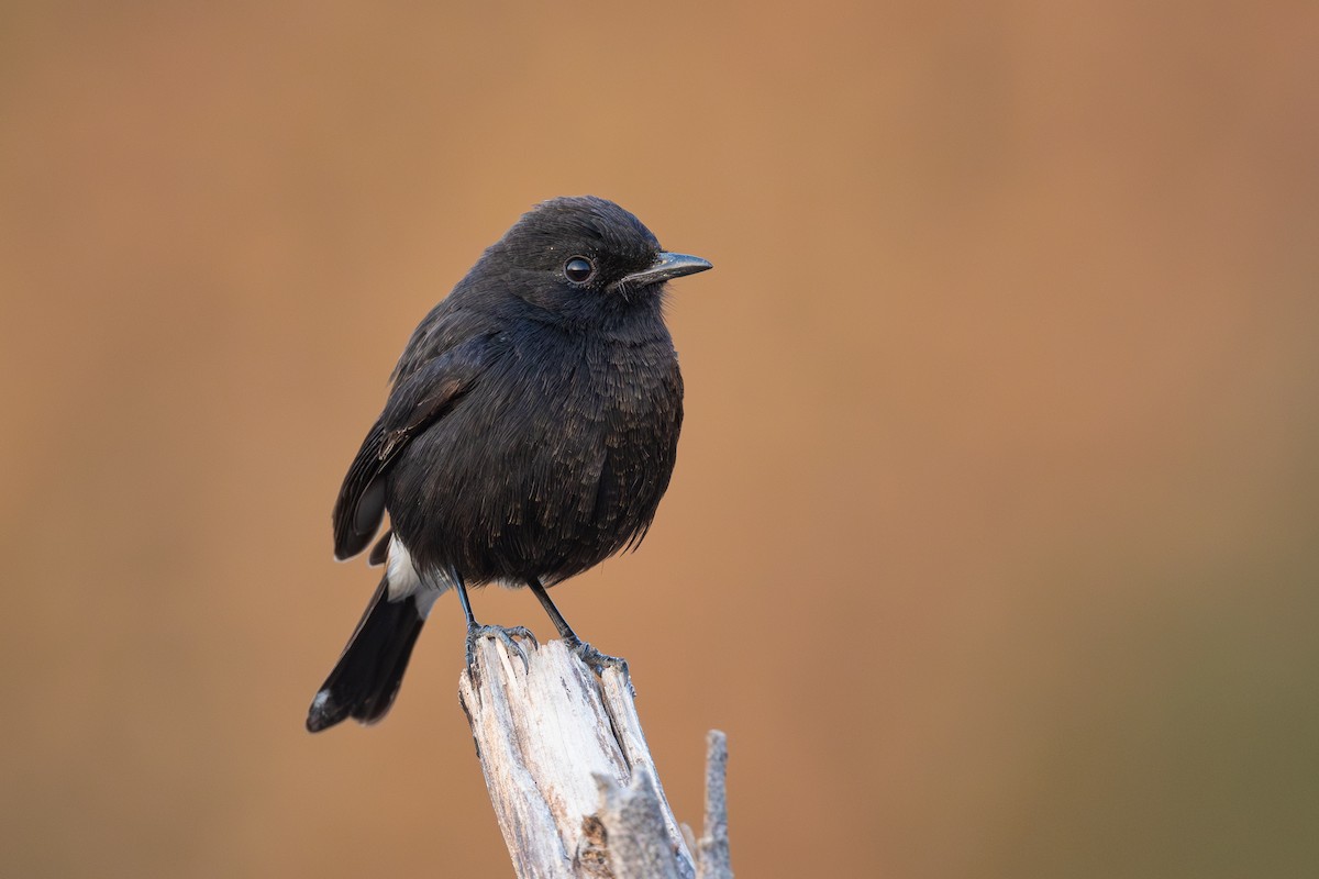 Pied Bushchat - ML628651828