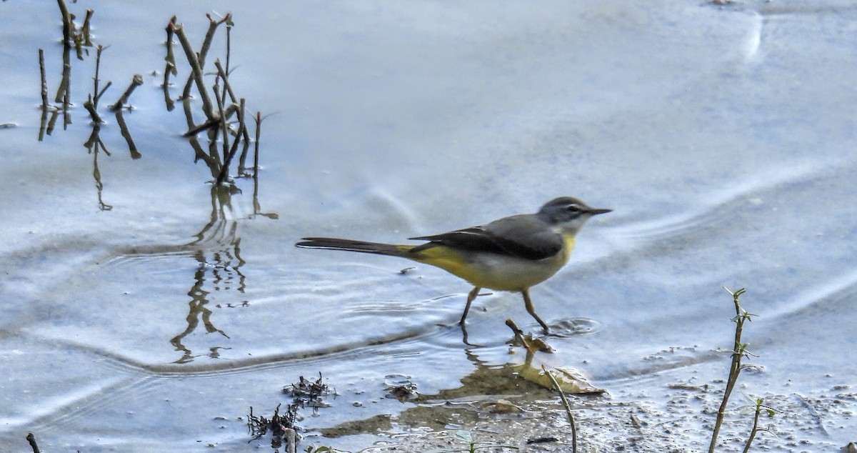 Gray Wagtail - ML628652015