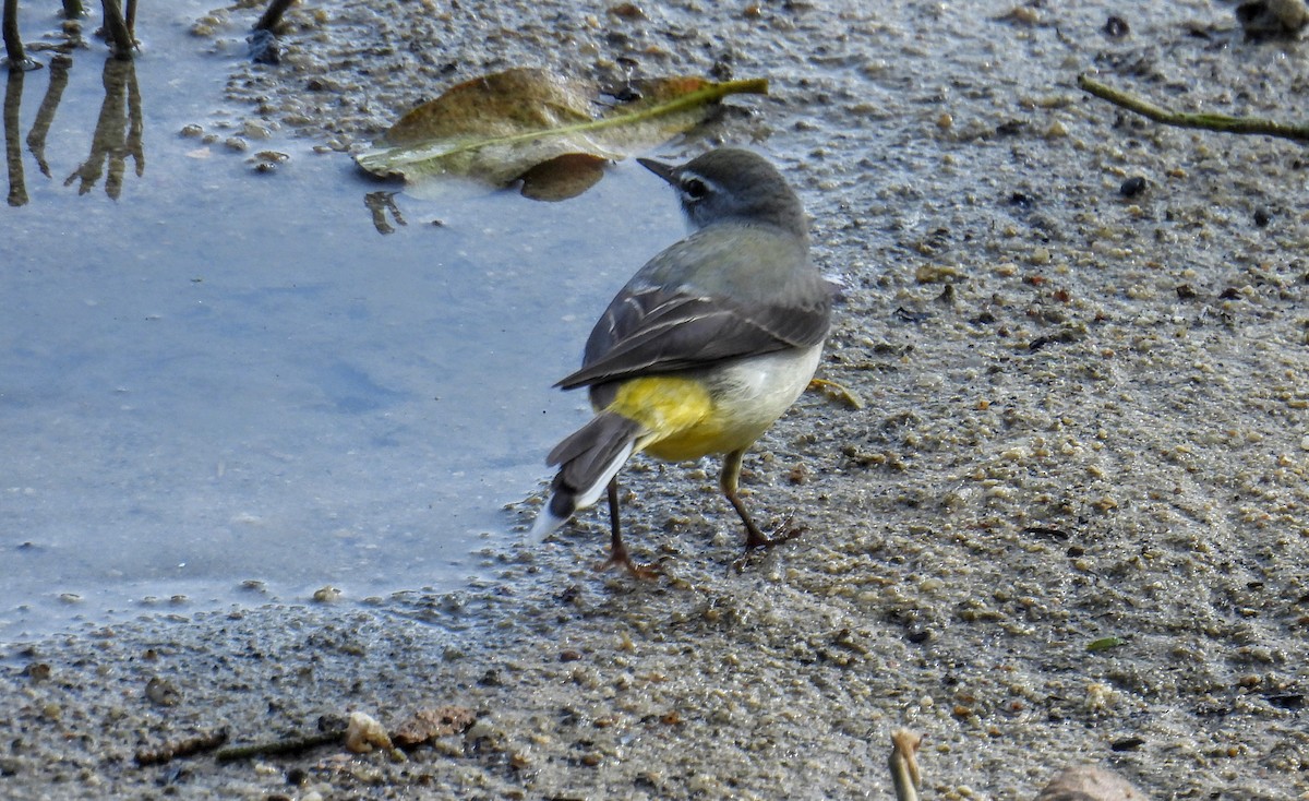 Gray Wagtail - ML628652016