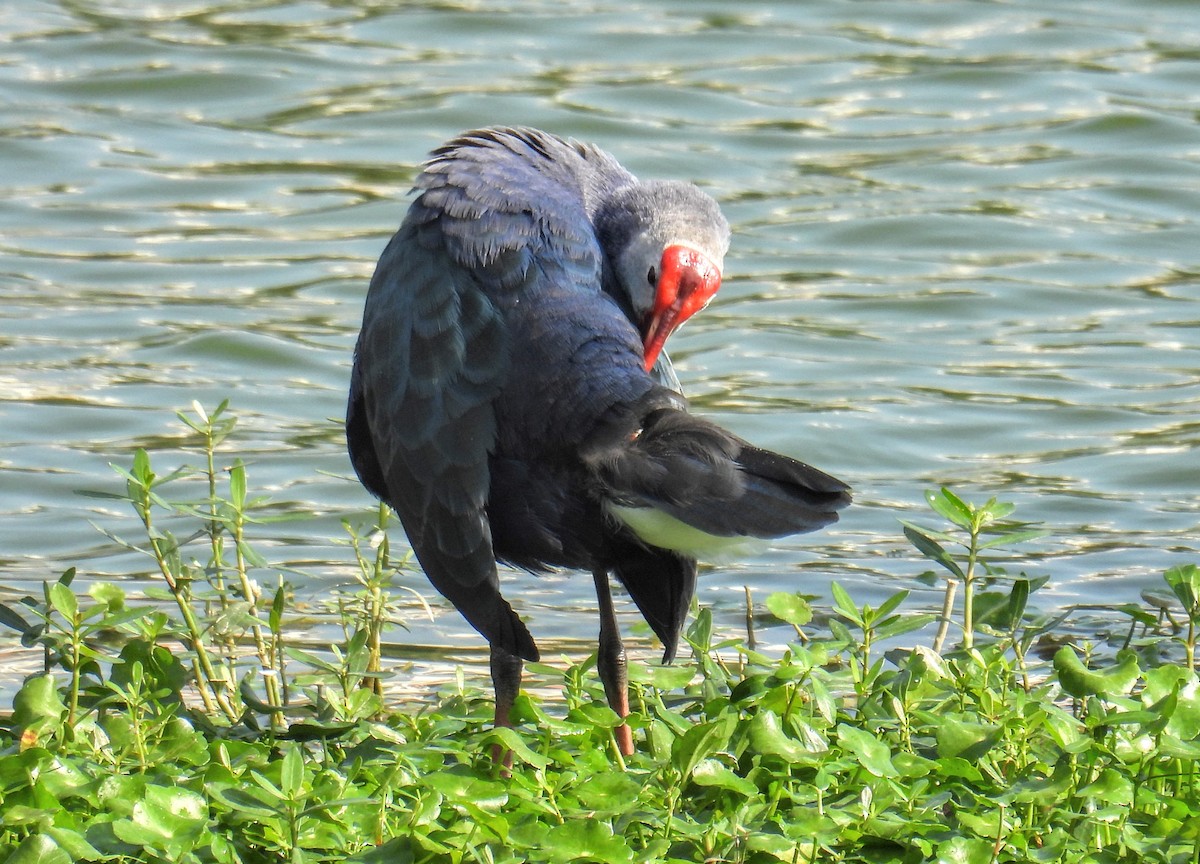 Gray-headed Swamphen - ML628652050