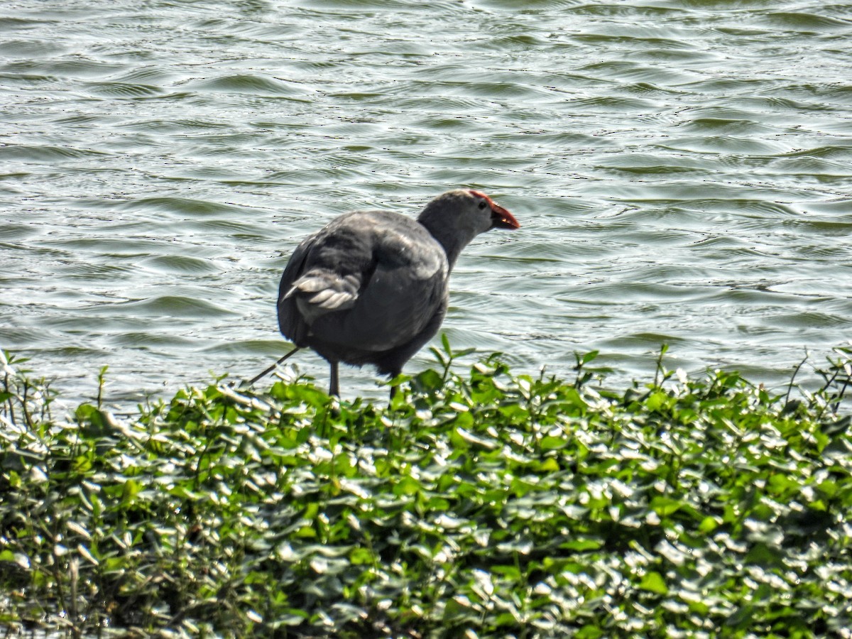 Gray-headed Swamphen - ML628652051