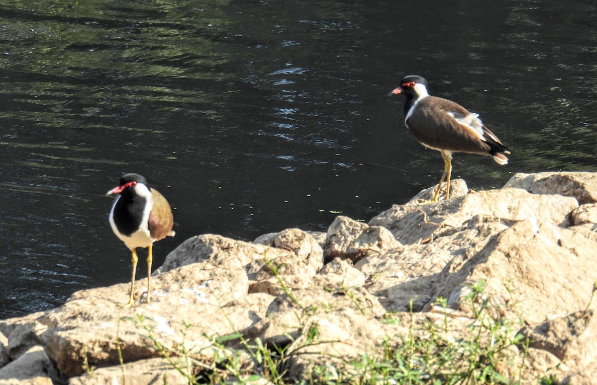 Red-wattled Lapwing - ML628652060