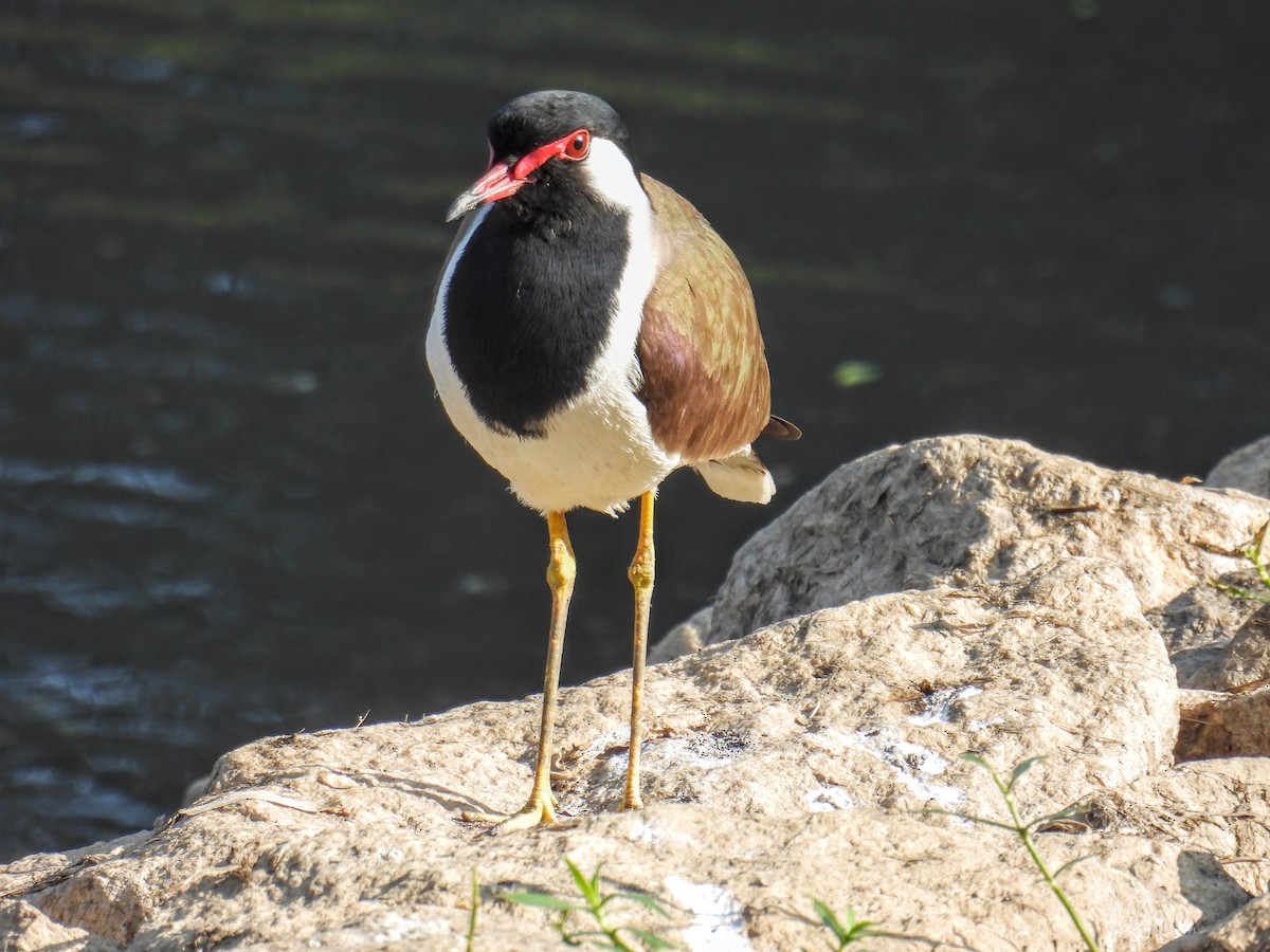 Red-wattled Lapwing - ML628652061