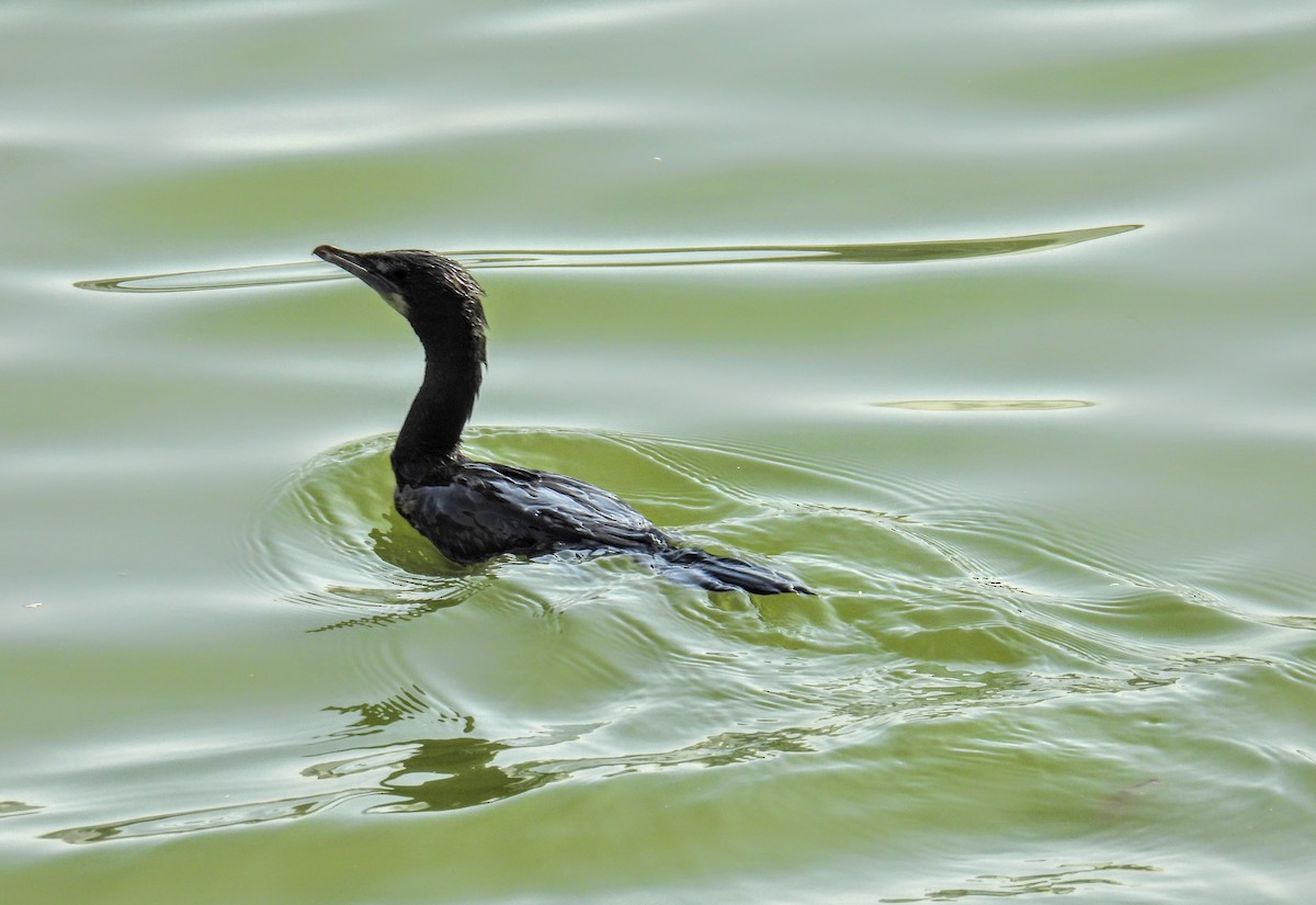 Little Cormorant - ML628652075