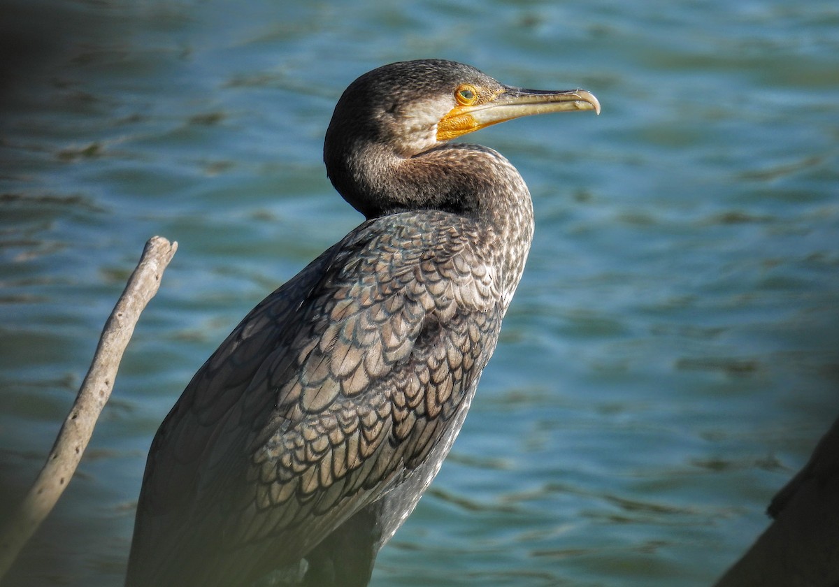 Great Cormorant - ML628652137