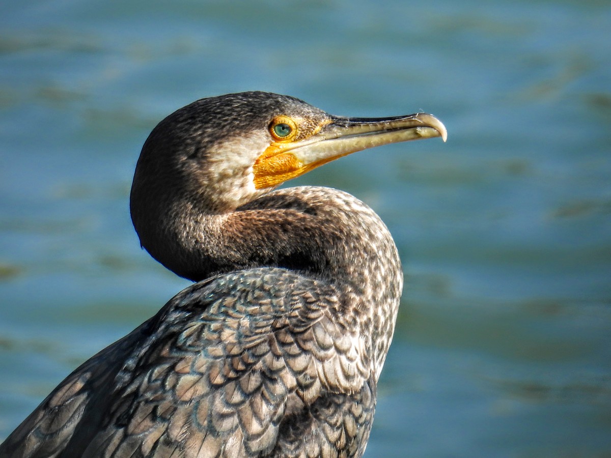 Great Cormorant - ML628652138