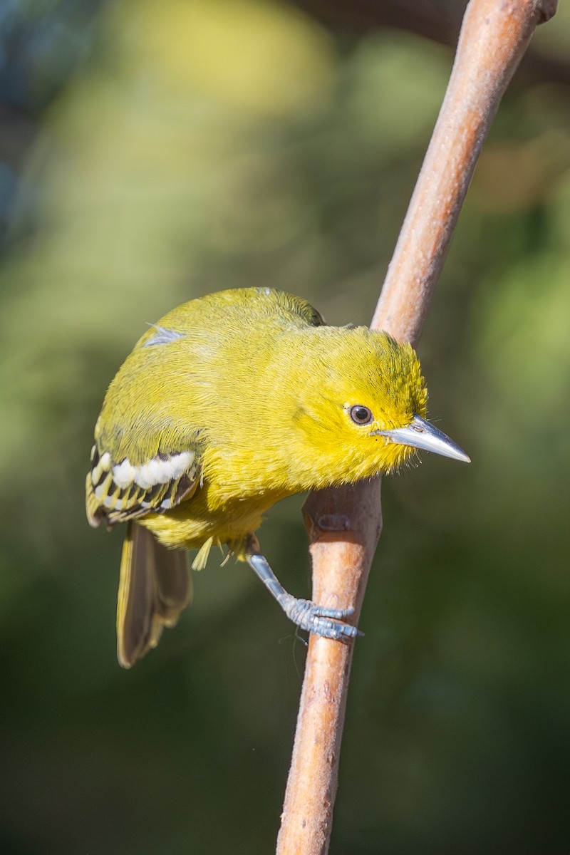 Common Iora - ML628652140