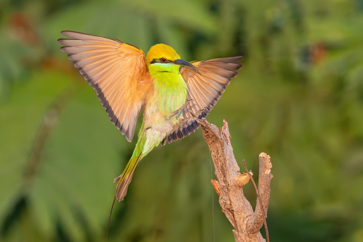 Asian Green Bee-eater - ML628652143