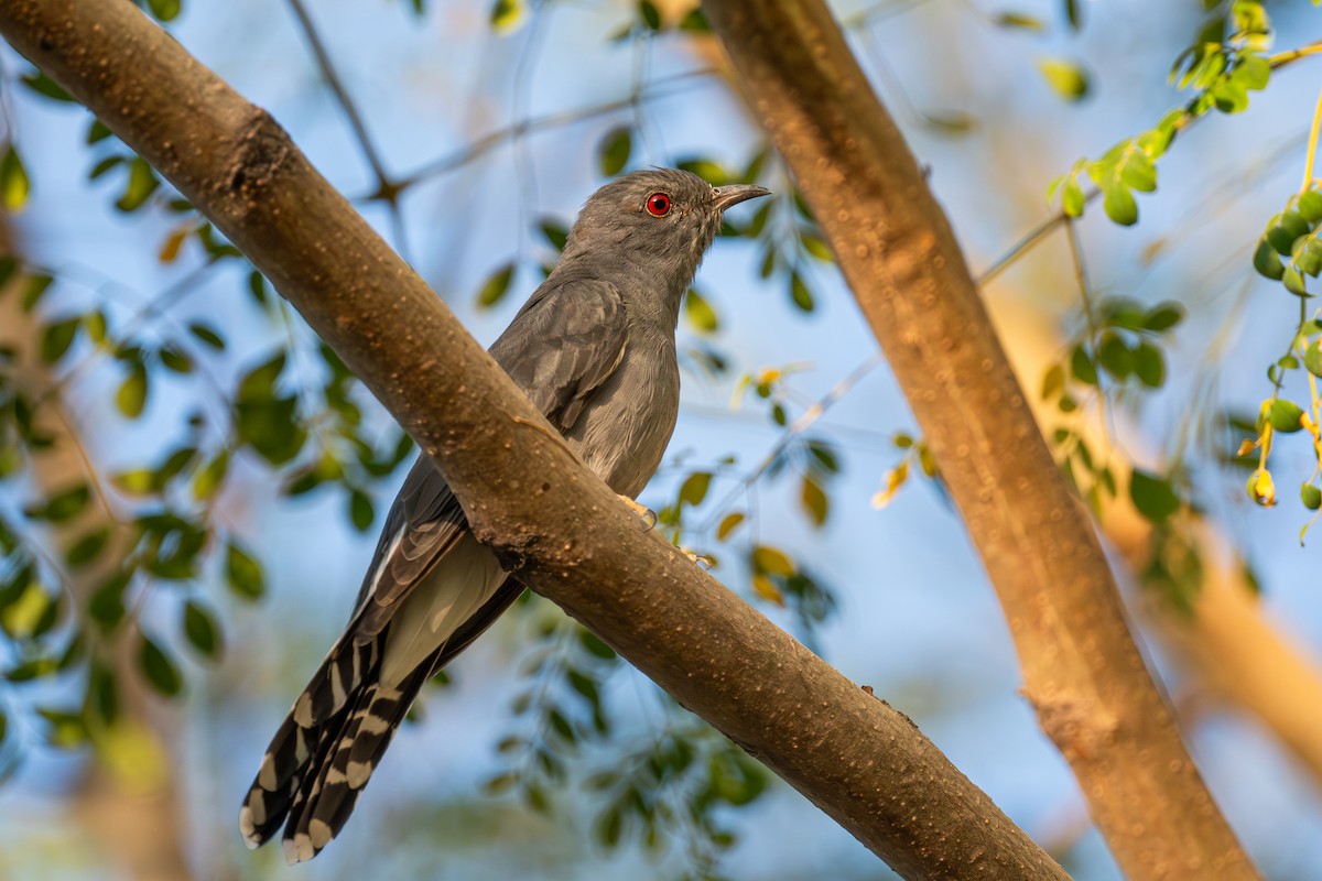 Gray-bellied Cuckoo - ML628652145