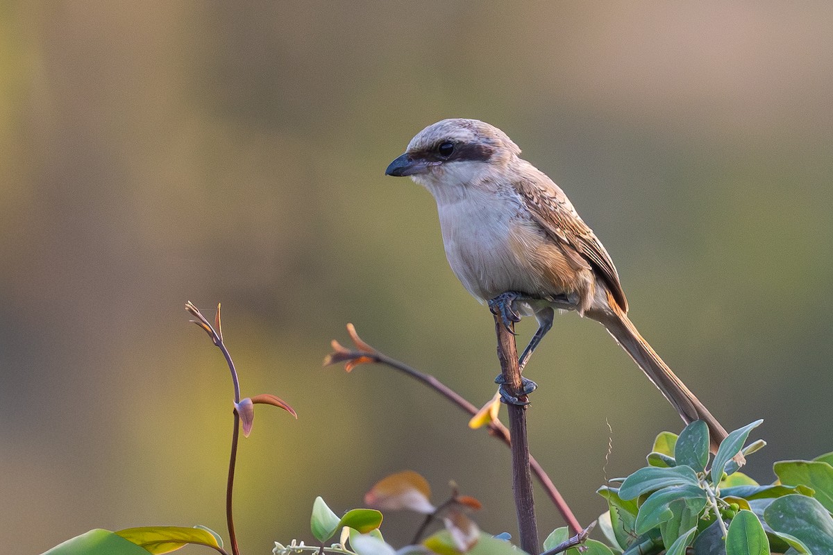 Brown Shrike - ML628652147