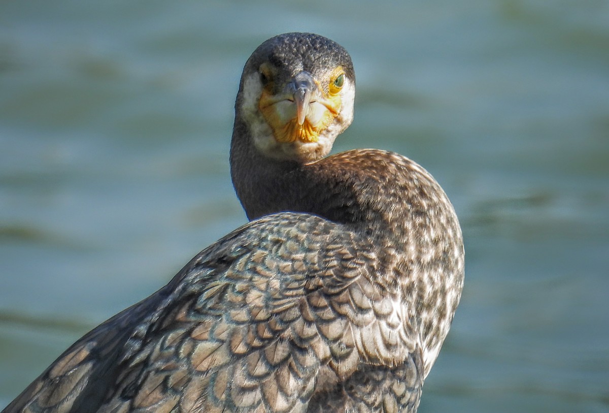 Great Cormorant - ML628652150