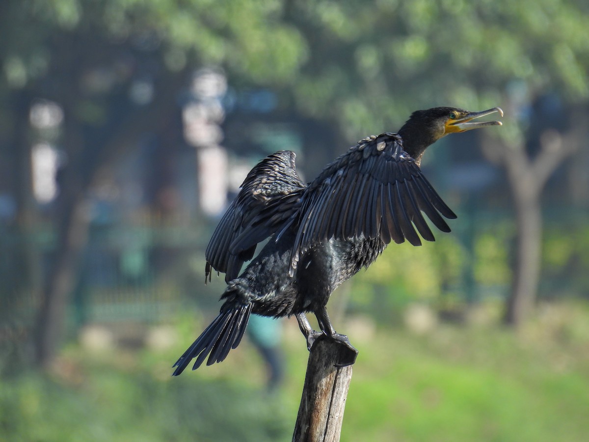 Great Cormorant - ML628652155