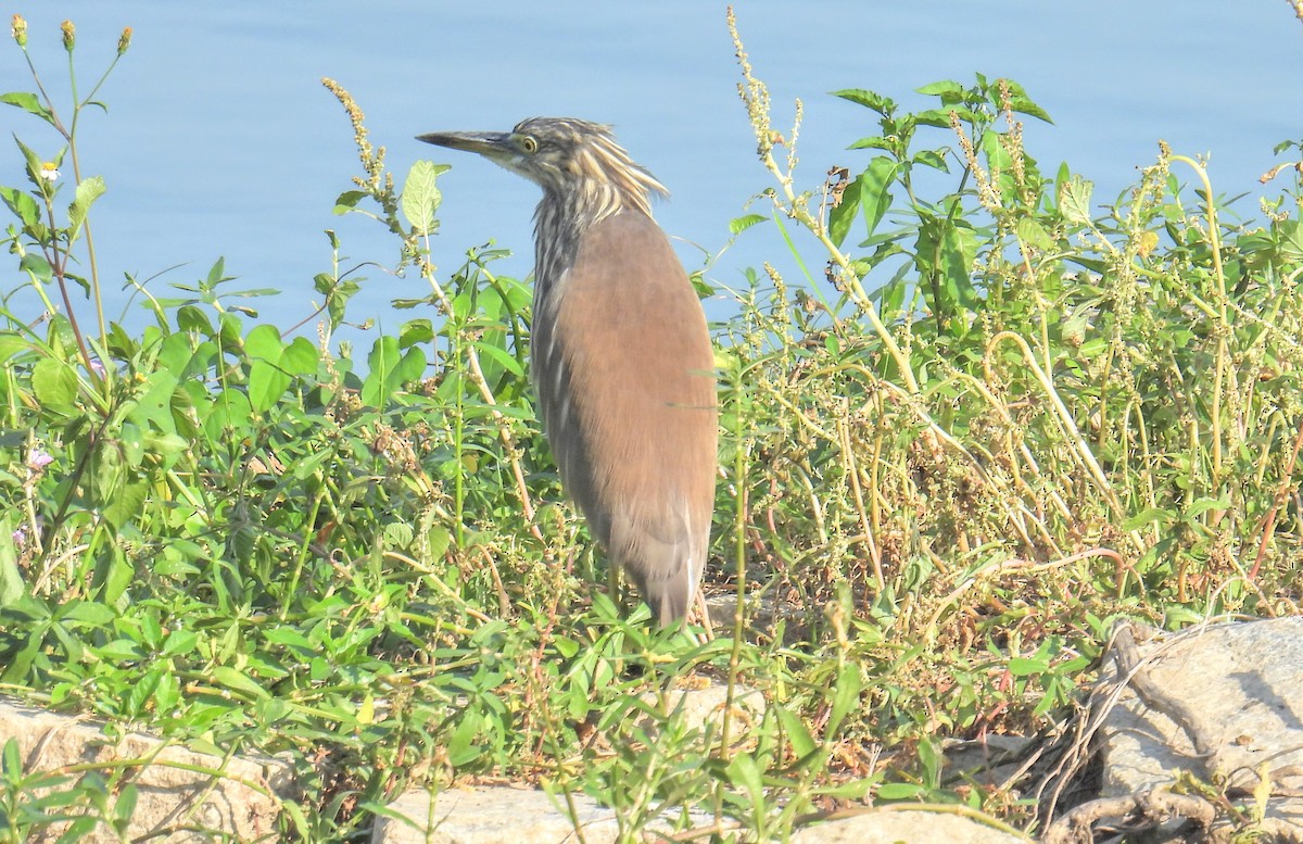 Indian Pond-Heron - ML628652158