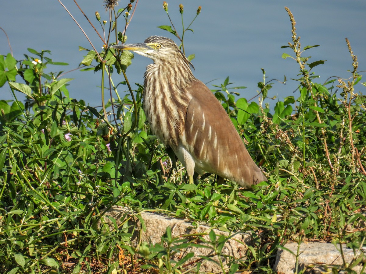 Indian Pond-Heron - ML628652160