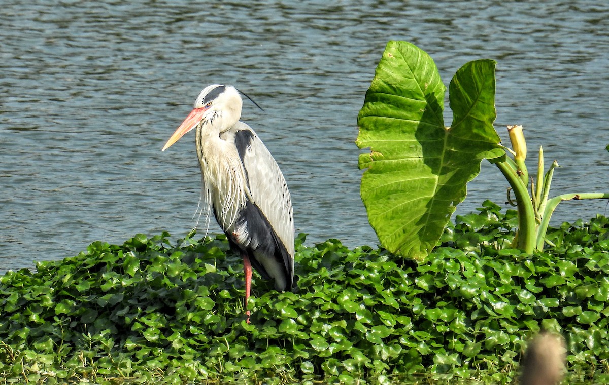 Gray Heron - ML628652170