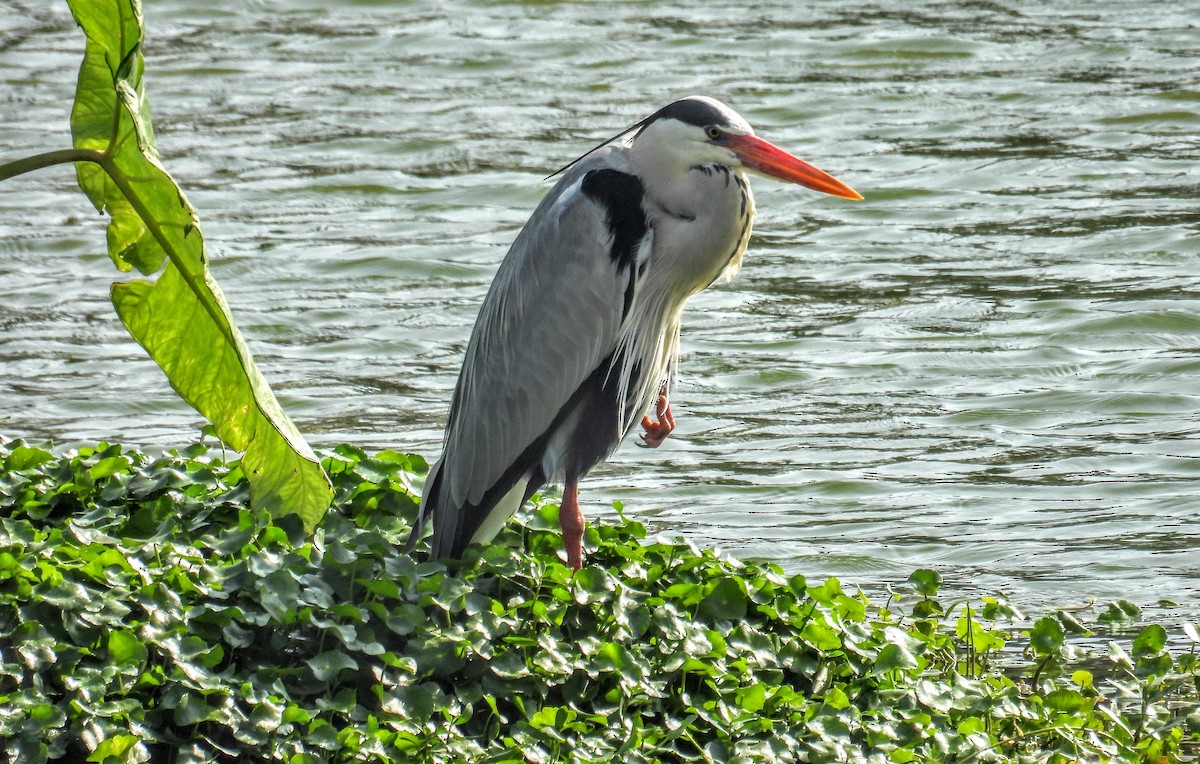 Gray Heron - ML628652171