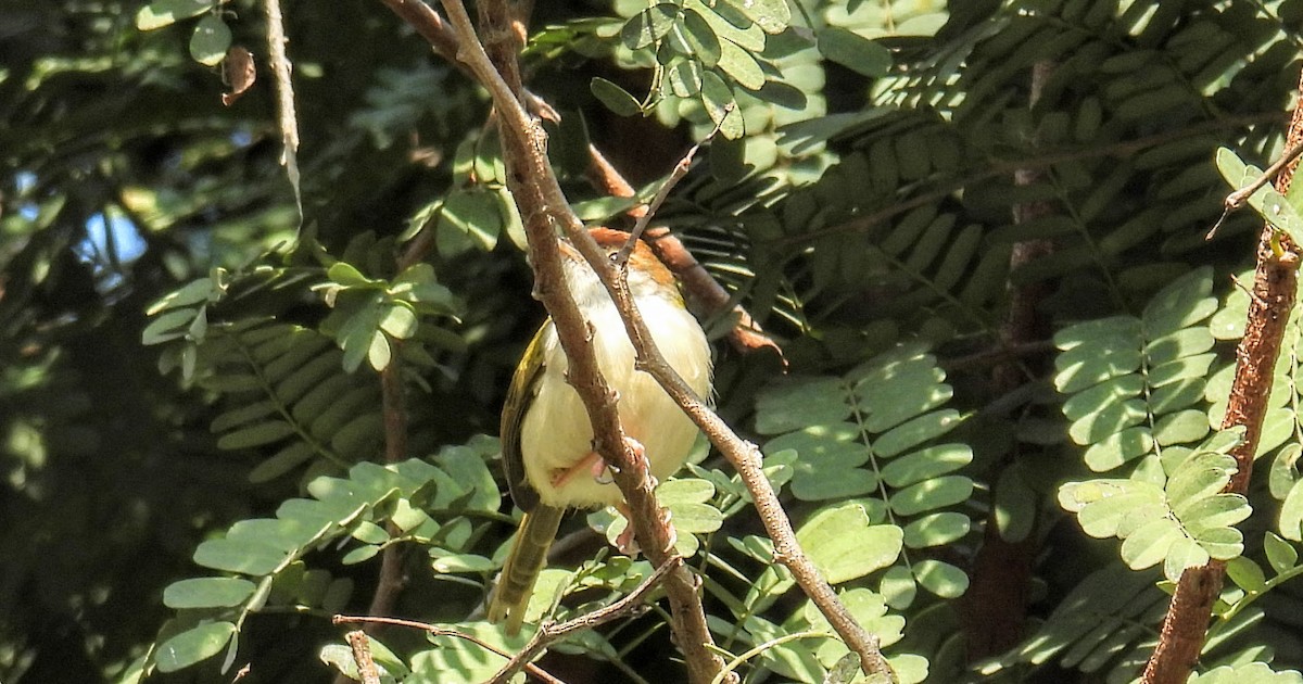 Common Tailorbird - ML628652235