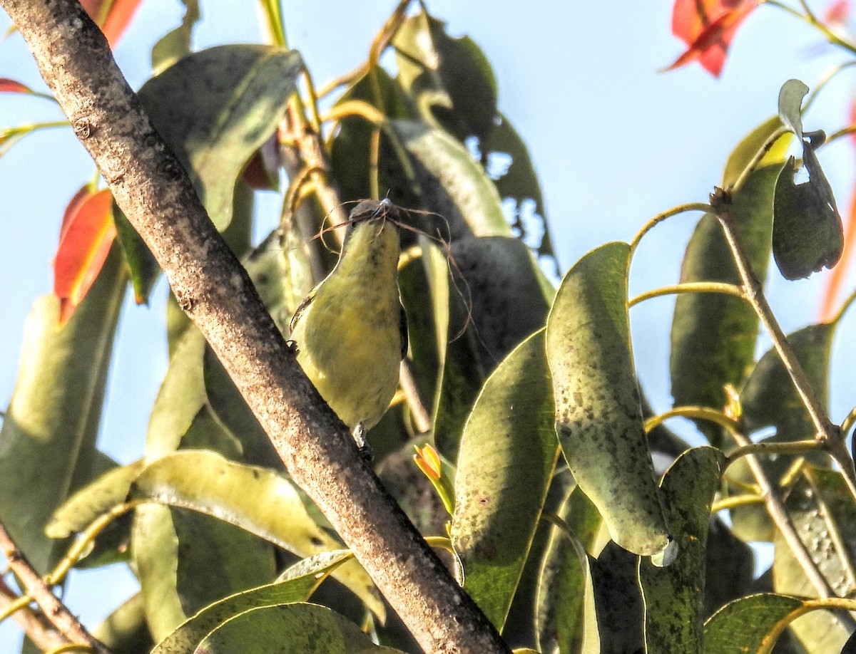 Purple-rumped Sunbird - ML628652242